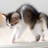 パヤパヤ profil fotoğrafı