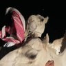 حسين المورقي 的头像
