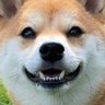 豆柴のおと / おっちゃんねる 的头像