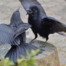 🐦‍⬛Tsuy0shi🐷's profile picture