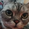 link's profile picture