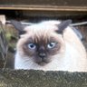ねこあかちゃん profil fotoğrafı