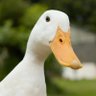 Фото профиля Dr. Duck