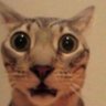 Profilbild von majnoon