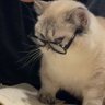 ⋆༒︎༻ཐི tori ཋྀ༺༒︎⋆ profil fotoğrafı