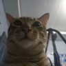 Profilbild von @realnhecz02
