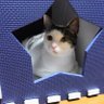 わかめ 的头像