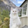 Ankate's profile picture