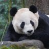 ЀПÑП пÑПÑÐžÐ»Ñ Love of Pandas