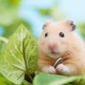もちこ profil fotoğrafı