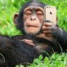 Фото профиля Ape