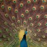 anirudhreddy's profile picture