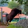 Фото профиля Black panther