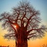 Mapungubwe Soul 的头像