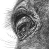 Custom Drawings by Kelli Swan profil fotoğrafı