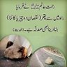 Фото профиля یا ارحم الراحمین