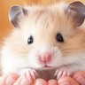 はむちゃんずう profil fotoğrafı