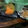 Gbakus Gbatess 的头像