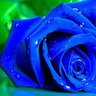 فتحي ودلعه ميدو profil fotoğrafı