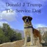 Profilbild von Donald J Trump The Service Dog