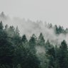 𝕏 OREGON GROWN 𝕏's profile picture