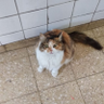 Gata Gorda Intensa profil fotoğrafı