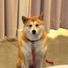 パウ 的头像