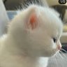Liza profil fotoğrafı