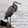 M. Heron's profile picture