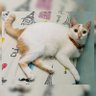 🐈 的头像