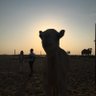 NoMad profil fotoğrafı