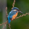 Michael Fairbairn profil fotoğrafı