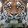 TIGER's profile picture
