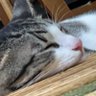 Фото профиля 塩むすび3世