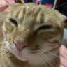 Profilbild von 森上梅侑鈐