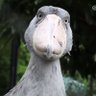 RT's profile picture