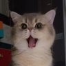 Cats are our friends😊 profil fotoğrafı