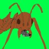 Profilbild von Antykill 💪🐜