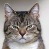 Фото профиля Gat Cat