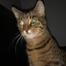 NormalDude's profile picture