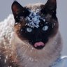Farhad Karimov's profile picture