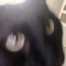 lamar scrotum's profile picture