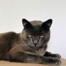 Profilbild von le chat gris