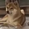 看黄哥's profile picture