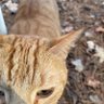 EdmundFitzG73 profil fotoğrafı