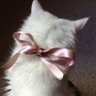 Areej 💕 profil fotoğrafı