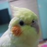 BIRDYBOX ็ๅคดๅ