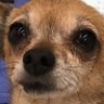 ultrabrowndog's profile picture
