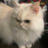 みどりん profil fotoğrafı