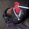 AnotherGamecockBurner's profile picture